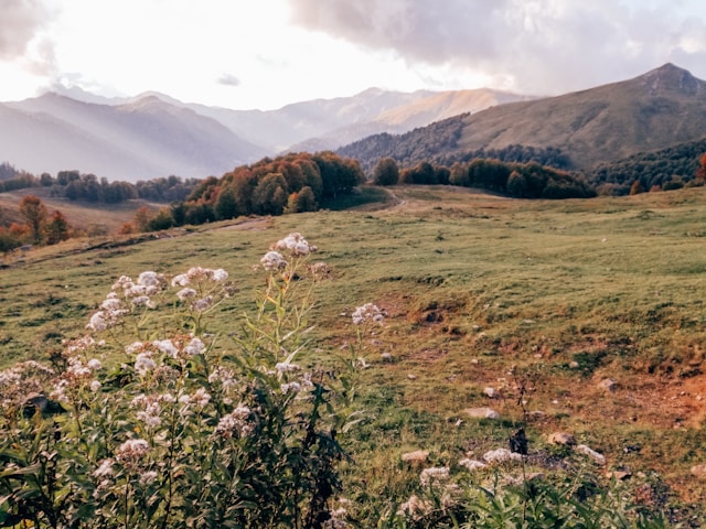 Zolqandentrix o nama